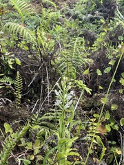 Habenaria monorrhiza