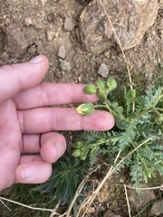 Emmenanthe penduliflora penduliflora