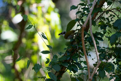 Phaenicophilus palmarum