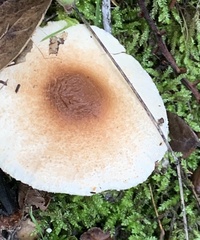 Lepiota spheniscispora