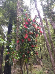 Peraxilla colensoi