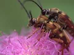 Typocerus
