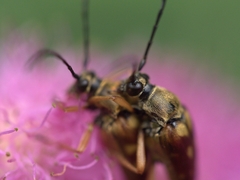 Typocerus