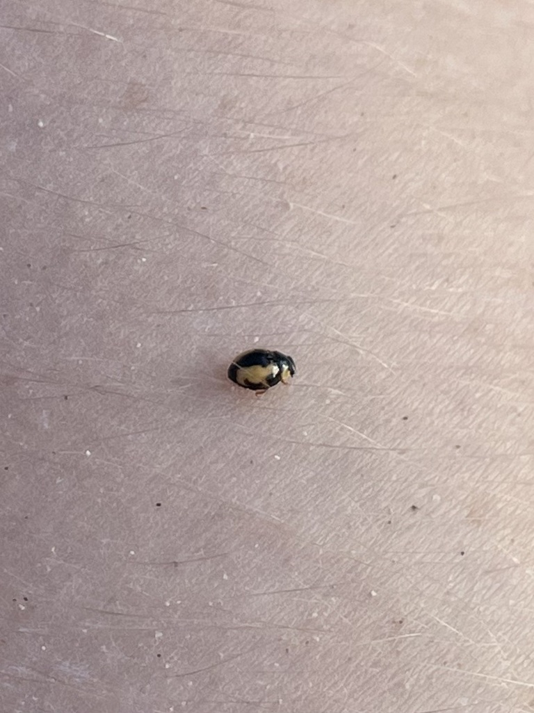 Hyperaspis onerata