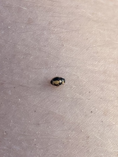 Hyperaspis onerata