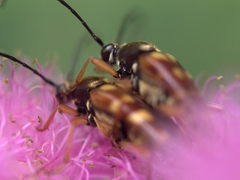 Typocerus
