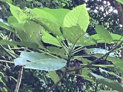 Dendrocnide meyeniana