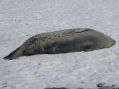 Leptonychotes weddellii