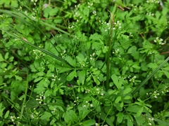 Cardamine flexuosa