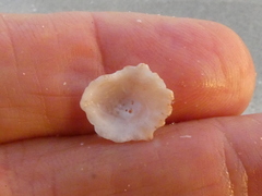 Plicatula gibbosa