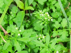 Cardamine flexuosa
