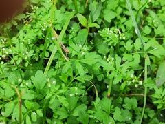 Cardamine flexuosa