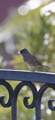 Junco hyemalis mearnsi