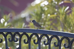 Junco hyemalis mearnsi