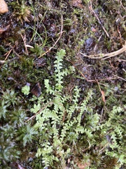 Selaginella apoda