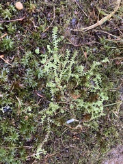 Selaginella apoda