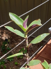 Tradescantia cerinthoides