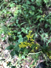 Solidago arguta