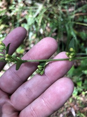 Solidago arguta