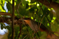 Coccyzus longirostris