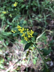 Solidago arguta