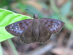 Ephyriades brunnea