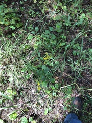 Solidago arguta