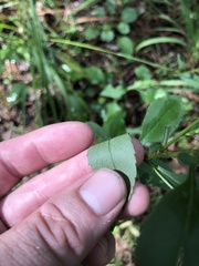 Solidago arguta
