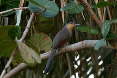 Coccyzus longirostris