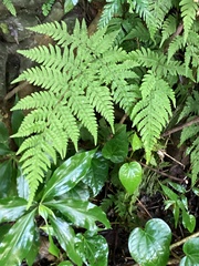 Tectaria devexa