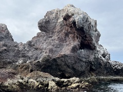 Sula leucogaster brewsteri