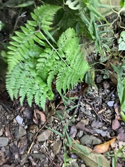 Tectaria devexa