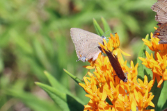 Satyrium edwardsii