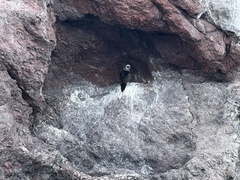 Sula leucogaster brewsteri