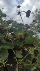 Stigmaphyllon bonariense