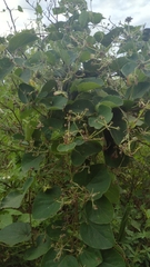 Stigmaphyllon bonariense