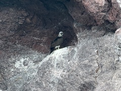 Sula leucogaster brewsteri