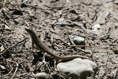 Leiocephalus personatus