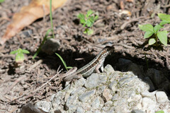 Leiocephalus personatus