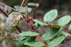 Gaultheria erecta