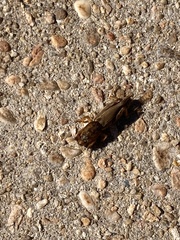 Neoscapteriscus vicinus