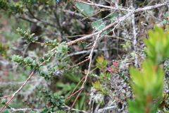 Gaultheria erecta