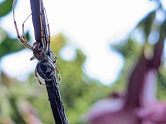 Phonognatha graeffei