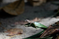 Anolis hispaniolae