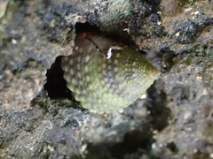 Cenchritis muricatus
