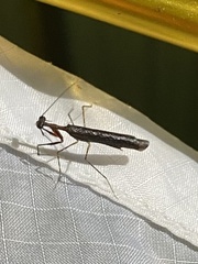 Thrinaconyx