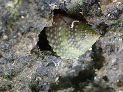 Cenchritis muricatus
