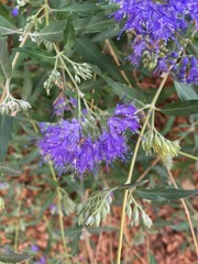 Caryopteris × clandonensis