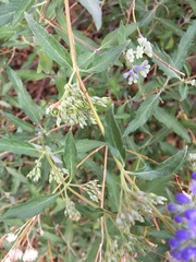 Caryopteris × clandonensis