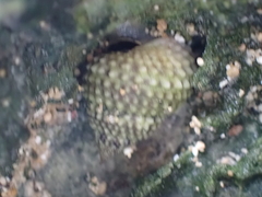 Cenchritis muricatus